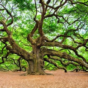 Creating Connection: Meditation & Breathwork