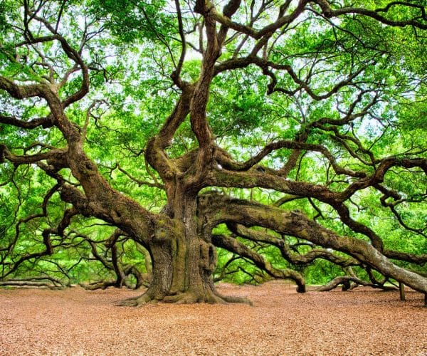 Creating Connection: Meditation & Breathwork