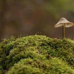 Reiki Masterclass: Symbolism & Interpretation
