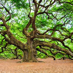 Creating Connection: Meditation & Breathwork *March*