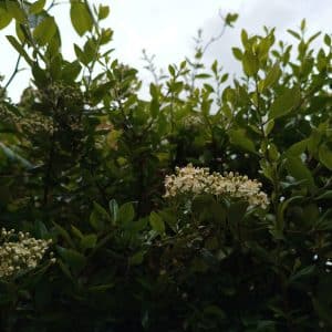 Keeping the Discipline: Spring Meditations