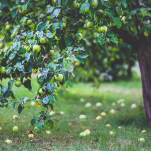 Reiki: Level 1 - In Person Course 2026